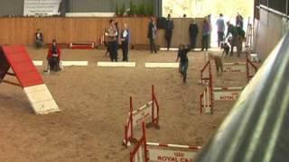 Dog Agility - UKA Hereford