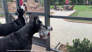 Funny Excited Great Danes Spy Mr Squirrel On The Screen & Go On Patrol