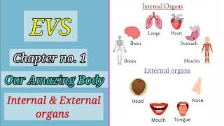 EVS Chapter 1 | Our Amazing Body | Internal & External Organs