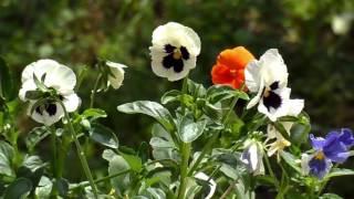 Violas #1 Free HD Video Background