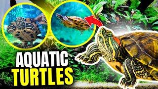 15 Best Aquatic Turtles (For Your Aquarium)