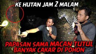 MACAN TUTUL ATAU HARIMAU JAWA⁉️ADA BEKAS KAKI DAN CAKARNYA PAS HERPING DI GUNUNG SELAMET