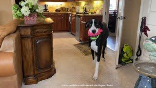 Funny Great Dane Paces With Her Piggy Watching For Mom To Come Home