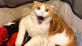 The world's FUNNIEST CATS are here!  Funny ANIMALS videos 2024