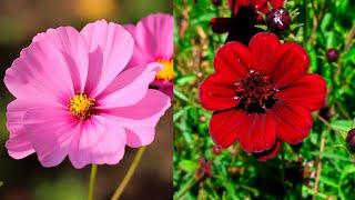5 Variedades de Cosmos más hermosas