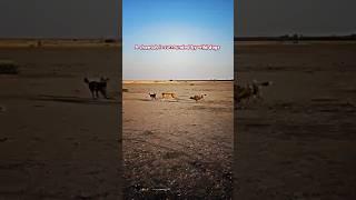 Cheetah vs Wild Dog #trending #animals #wildlife #cheetah #wilddog #shorts #youtubeshorts #short