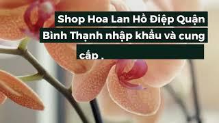 Shop Hoa Lan Hồ Điệp Quận Bình Thạnh | Hoa Ba Miền