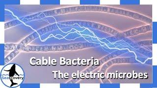 Bacteria with electrical superpowers! Cable Bacteria (Candidatus Electrothrix)