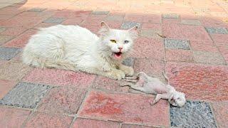 A crying mother cat brought her dying kitten to a man. Just unbelieveble!