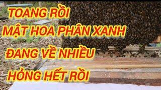 ONG VE MÙA MẬT HOA PHÂN XANH, CỎ NHẬT, CỎ LÀO, ONG MẬT NỘI ĐỊA Ở BẮC GIANG