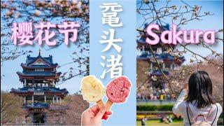 世界三大赏樱胜地之一－－太湖鼋头渚樱花节，樱花天堂就在身旁 #sakura