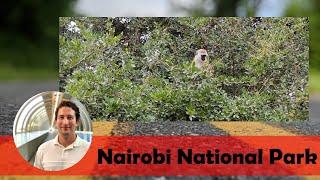 Vervet Monkeys in Nairobi National Park | Kenya