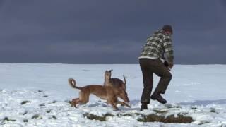 Lurchers on Teesside