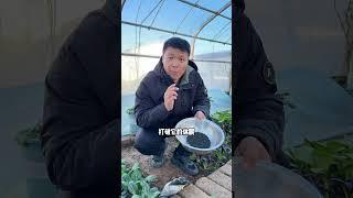 韭菜籽怎么种植？韭菜怎么种？韭菜几月份种？#种植小技巧 #我的小菜园 #韭菜种植 #育苗