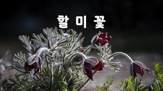 할 미 꽃