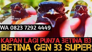 KAPAN LAGI PUNYA BETINA NGERII SEPERTI INI DARI TRAH GEN B3‼️BISA CETAK TROTOL JOSS‼️BERKUALITAS...