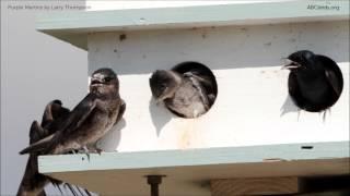 Purple Martin Calls