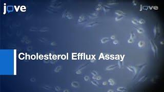 Cholesterol Efflux Assayl Protocol Preview