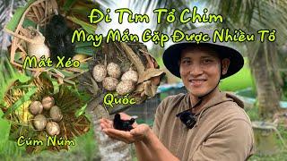 Đi Tìm Tổ Chim May Mắn Gặp Nhiều Tổ Cúm Núm,Quốc,Mắt Xéo Đang Nở