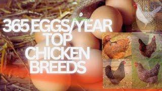 Top 5 Best Egg Laying Chickens forBEGINNERS| Best egg laying chicken breeds|best laying hens