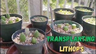 How to Transplant Lithops