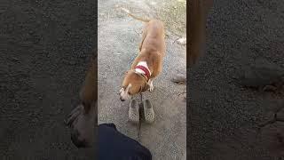 PAKISTANI BULLY #bully #vlog #dog