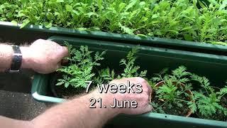 Artemisia annua (Sweet wormwood) – from sowing to harvest a life-saving plant