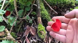 Scarlett elf cup mushroom