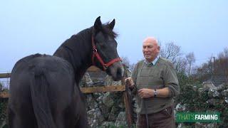 Connemara Pony Breeder - Jimmy Canavan