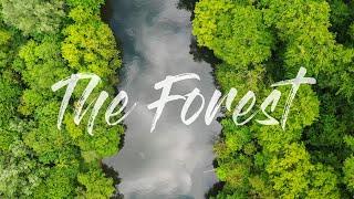 The Forest | Cinematic Drone Flight