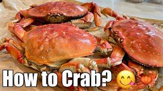 How to Cook and Shell Crab? Dungeness Crab Breakdown 