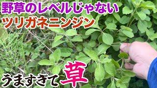 知る人ぞ知る美味な山菜ツリガネニンジンがうますぎて草