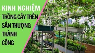 Kinh nghiệm trồng cây trên sân thượng thành công || Trồng cây trên sân thượng