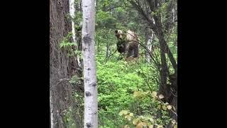 Житель Бурятии запечатлел медведицу с озорными медвежатами