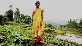 Zero Budget Natural Farming: An Agricultural Revolution is Taking Shape in India