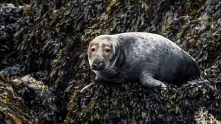 Ocean’s Wrath: Wildlife Against the Elements