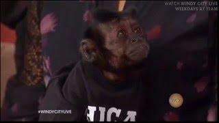 Crystal The Monkey on WCL