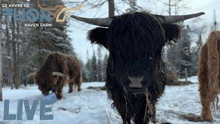 Sat Morning Highland Cow Live