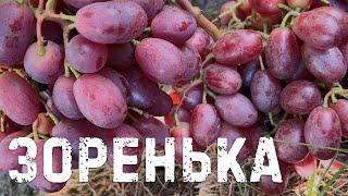 Виноград Зоренька в Беларуси (06.09.22)