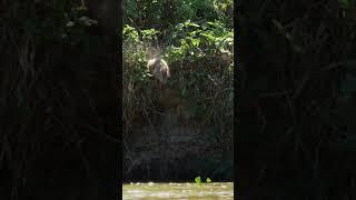 AMAZING Interaction Between Jaguar and Capybara