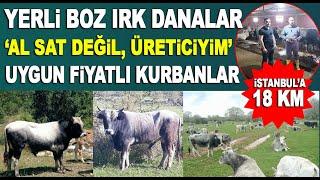 2024 için elinizi çabuk tutun! Kendi ürettiği Yerli Boz Irk kurbanlıkları ''YOK'' satıyor!