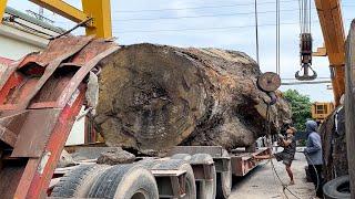 Wood Cutting Skills // The Biggest Tree Stump On The Planet And The Journey To Make A UFO Table