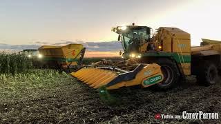 12 Row Oxbo 8840 Harvesting Sweet Corn