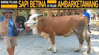 Sapi Betina Murah Murah Banyak Pilihan Babon Kurusan Hingga Doroan Pasar Ambarketawang Jogja !!