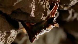 Clinging to Life | Top Bat | BBC Earth