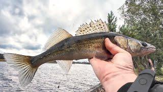 Ловля СУДАКА в Октябре, Поклёвки попёрли/Донка на судака/Zandartu cope Lielupē/Fishing ZANDER