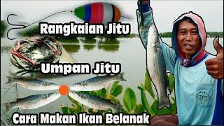 mau mancing ikan belanak babon ? seperti ini  cara mancing ikan belanak babon