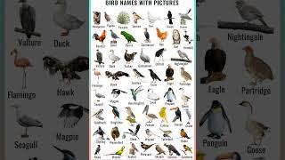 Bird Names With Pictures || English Visual dictionary ️