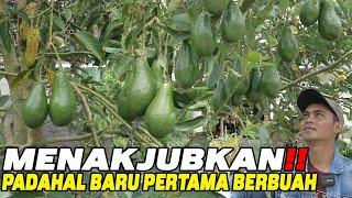 BUAH PERTAMA ALPUKAT PLUWANG ‼️ SIAPA YANG TIDAK TERTARIK BUDIDAYA ALPUKAT INI ⁉️