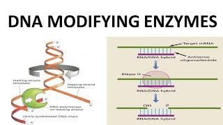 DNA MODIFYING ENZYMES